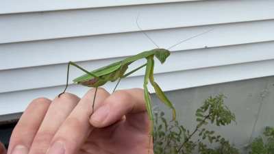 ?Video of the gravid mantis from my earlier post. Enjoy!