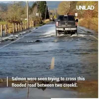 ? Salmon crosses flooded road between two creeks.
