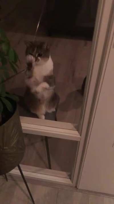 My friend is very happy I trained his cat to do this he even does this without the stick now