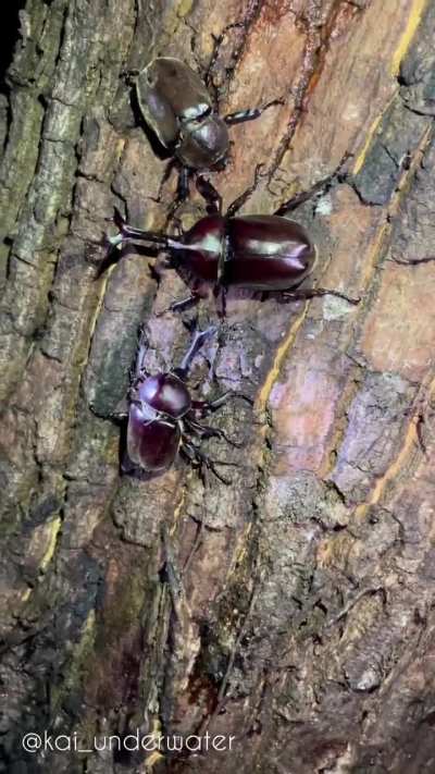 ? Japanese Rhino Beetles battle over female