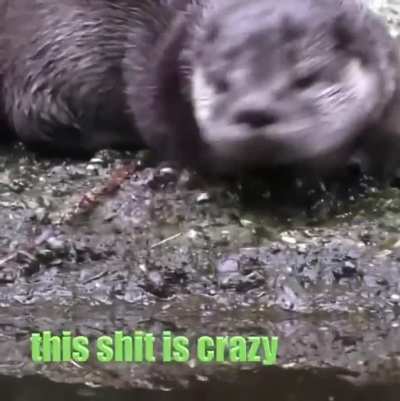 Otter teaches son how to swim