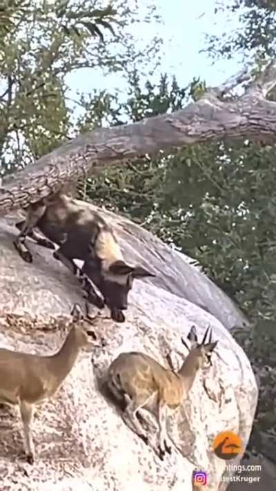 ? Klipspringers avoid Pack of wild dogs by perching on the cliff..