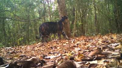 ? Rare Black Tiger marking its territory