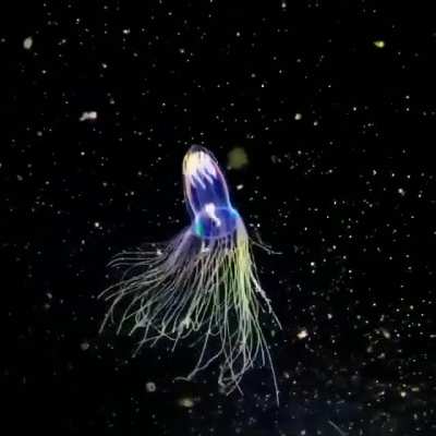 ? this is the arctic sea jellyfish