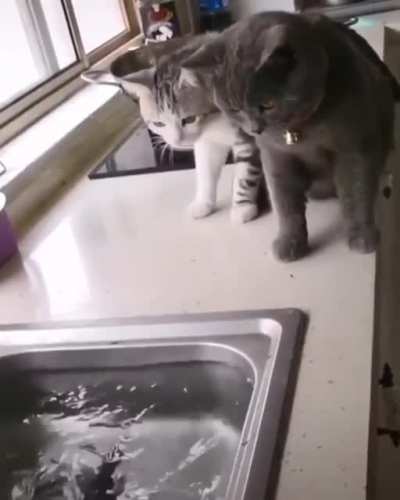 Dont worry it wont bite