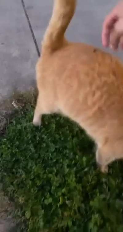 "A friendly pet and go"