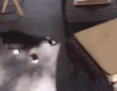 "Okay, I think I lost him- OH SHIT!"
