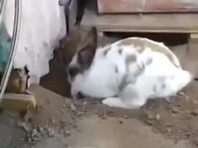 ? Rabbit helps a cat that couldn't find its way out!