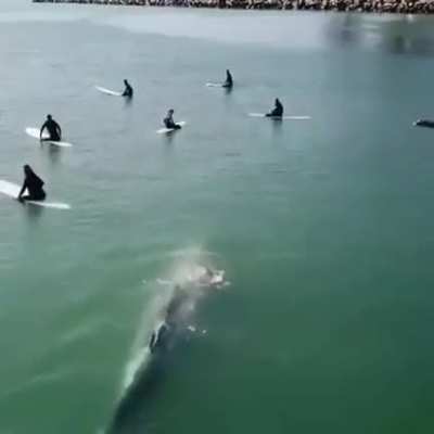 ? Whale swimming casually among a group of surfers unaware of his presence.
