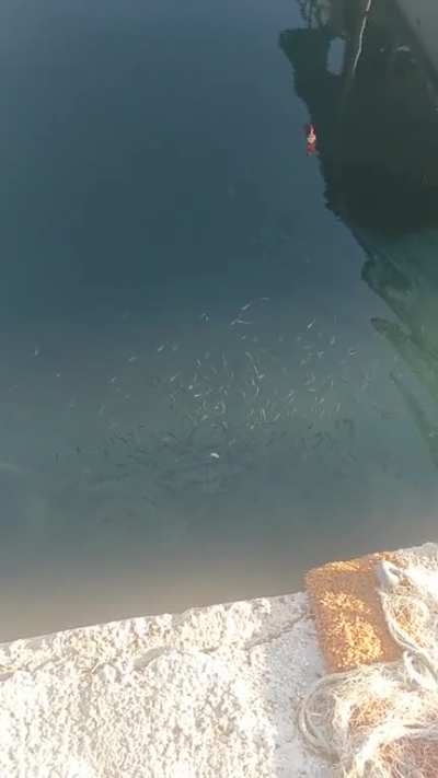 Fish