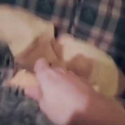 To give A little ice cream to cat