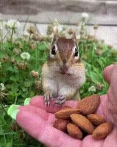 Squirrel tastes almonds for the first time <3 [OC]