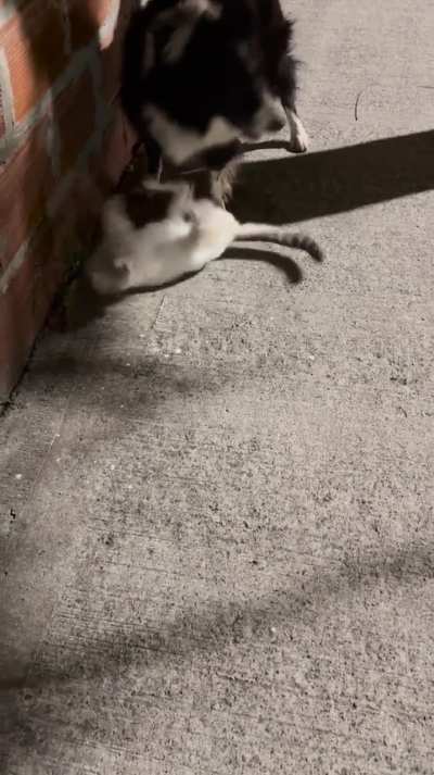 She raised him since he was a 1 and a half month old baby. Every time she wants to go out she takes him inside the house?. It should be clarified that she only protects him and that she never hurt him?