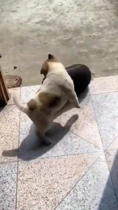 The battle of dogs and pigs ?