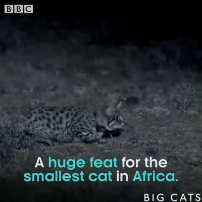 ? Adorably deadly Black-footed Cats ?