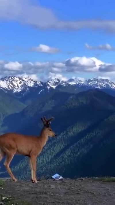 ? Beautiful mountains of Montana