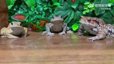 nom nom nom