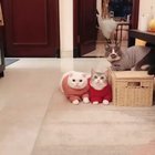 omg?cats in sweaters kill me???