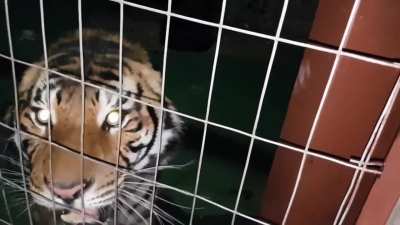 Tiger roar
