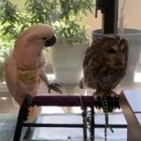 Birdie : "God i wish i had those wings". Also you might have noticed that the Owl hates his getting attention