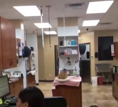 Smooth Cat
