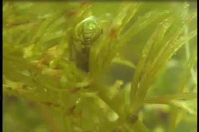 Diving bell spider preserving oxygen.