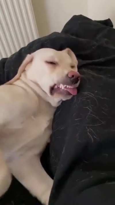 The dog sleeping ?