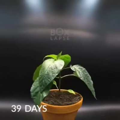 Watching a bell pepper grow