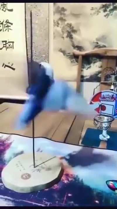 That’s one talented bird