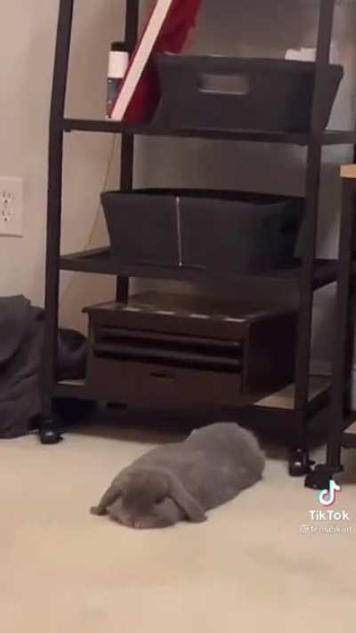 Duality of rabbit