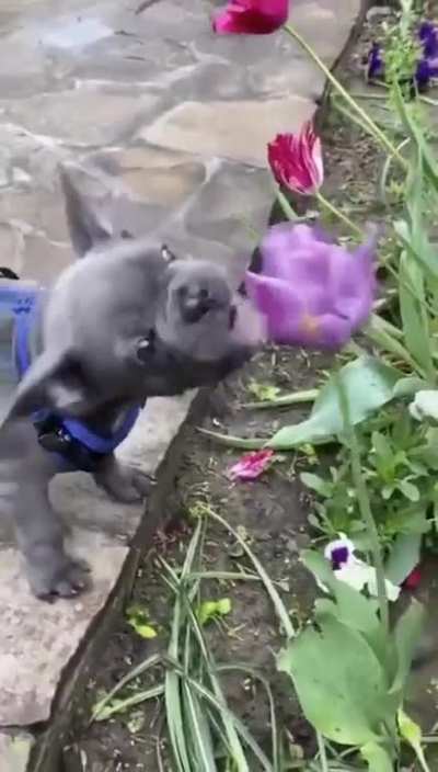 Boop boop boop boop