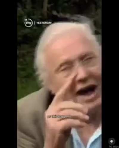 ?David Attenborough explains the flowers and the bees.