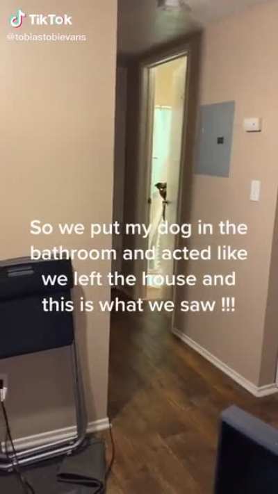 He’d be walking around the house on two paws when owners aren’t home ?