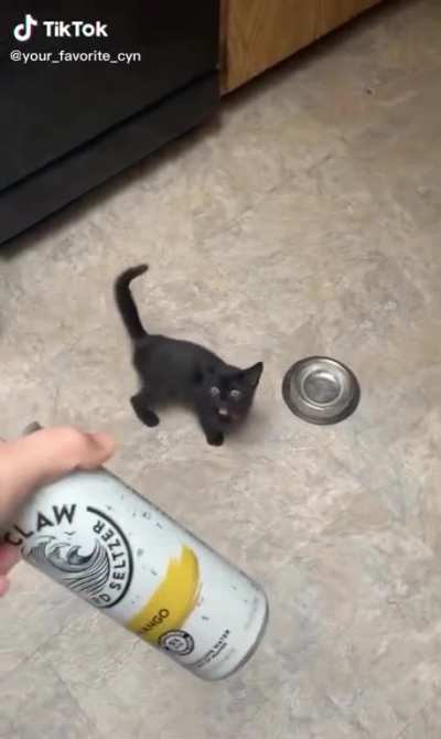 Meow?IRL