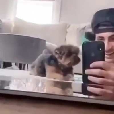mission impawsible