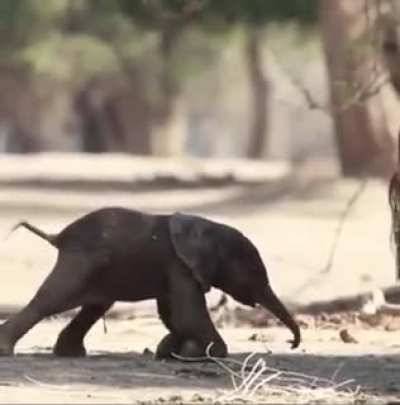 Baby elephant takes first steps ?