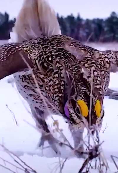 ? Moments where the Sharp-tailed grouse courtship dance.