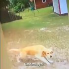 Dog catching ball