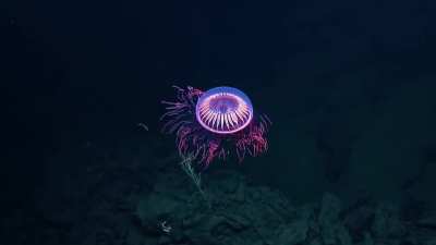 ? A Burst of Deep Sea Fireworks: Incredibly Rare, Visually Stunning Halitrephes Jellyfish
