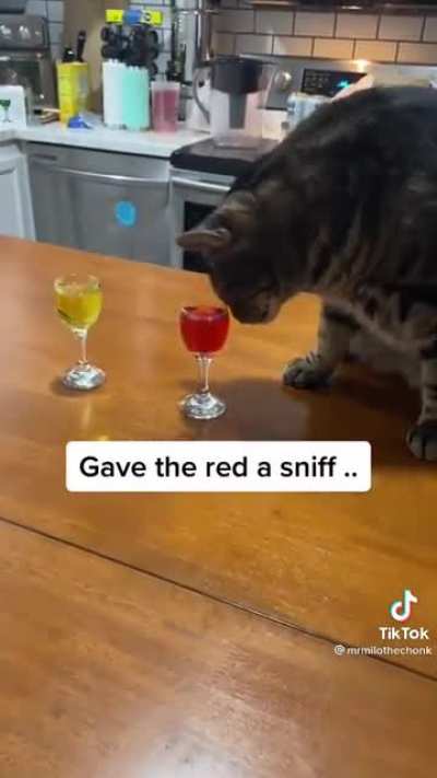 Milo and the kitty wine