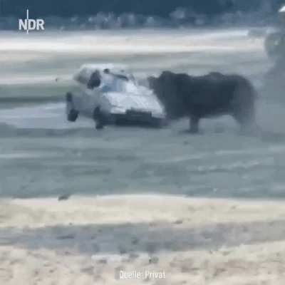 ? Never Tailgate a Rhino