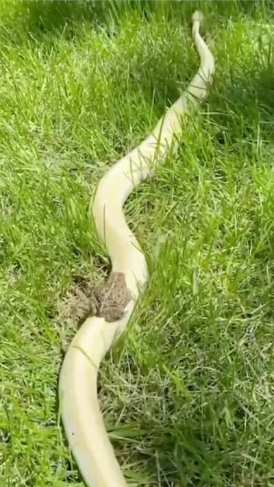 ? snake train