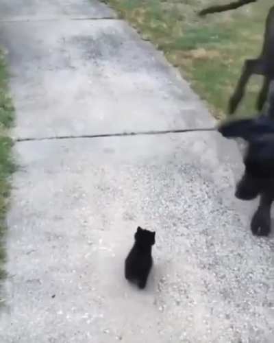 DOG: MY BRAIN CAN’T COMPREHEND
