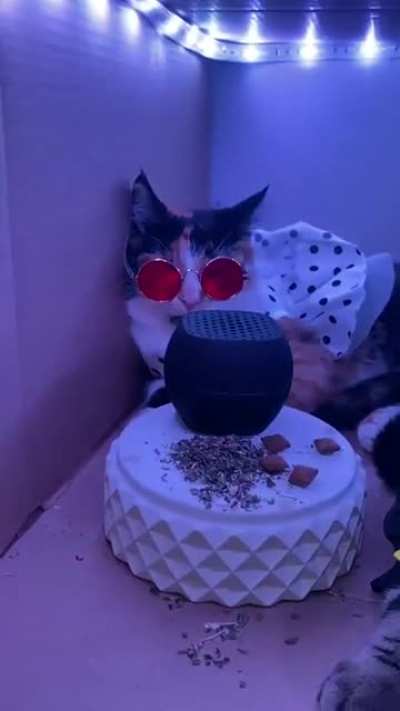 Vip box for cats