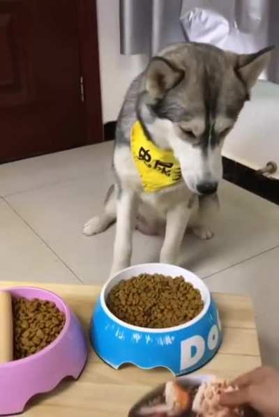Dog is allowed to choose his food