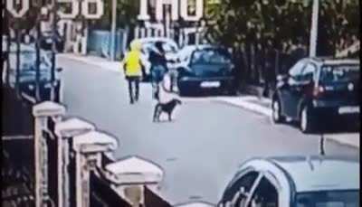 That dog recognizes predatory behavior