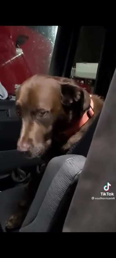 Wasn't your fault, puppy