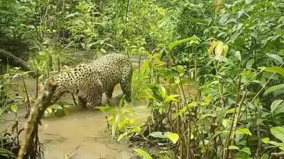 Rare footage of a giant anteater confronting a jaguar ?