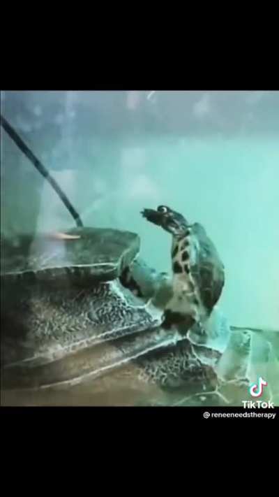 It’s okay the shell broke his fall