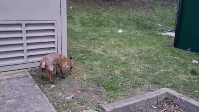 Mugged by a fox! ???